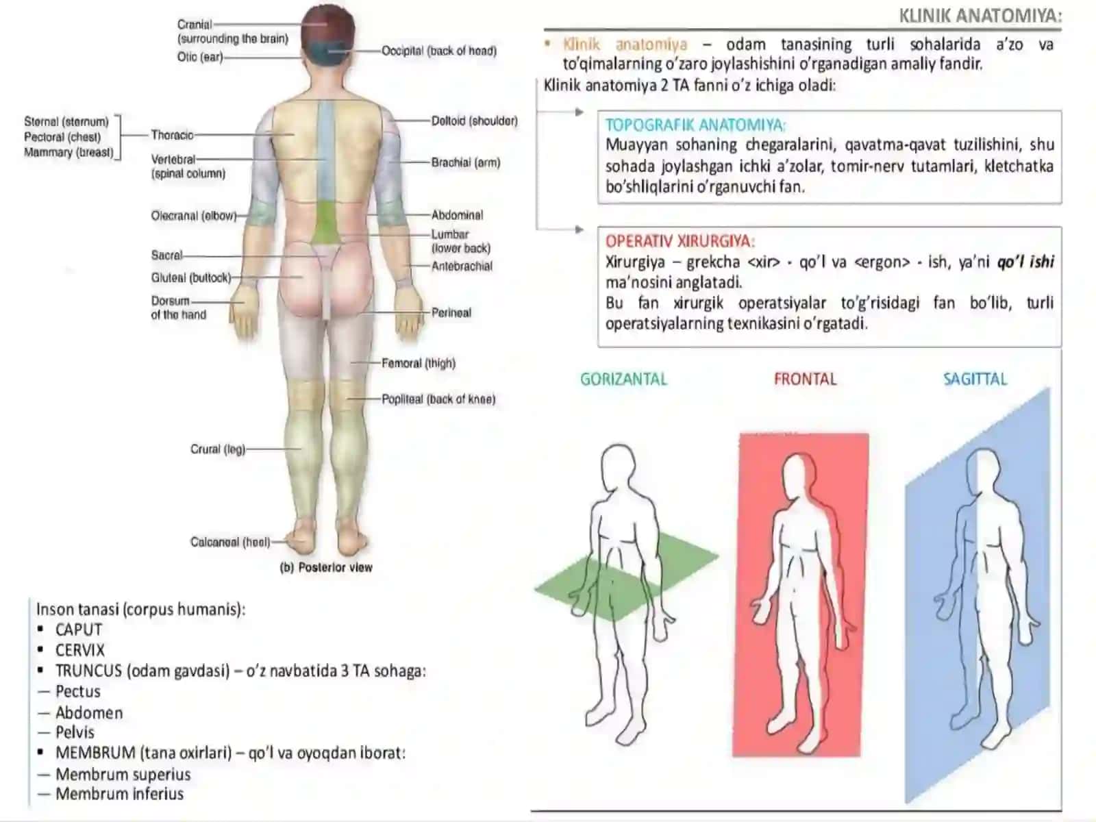 Topografik anatomiya fanining maqsadi va vazifalari 3
