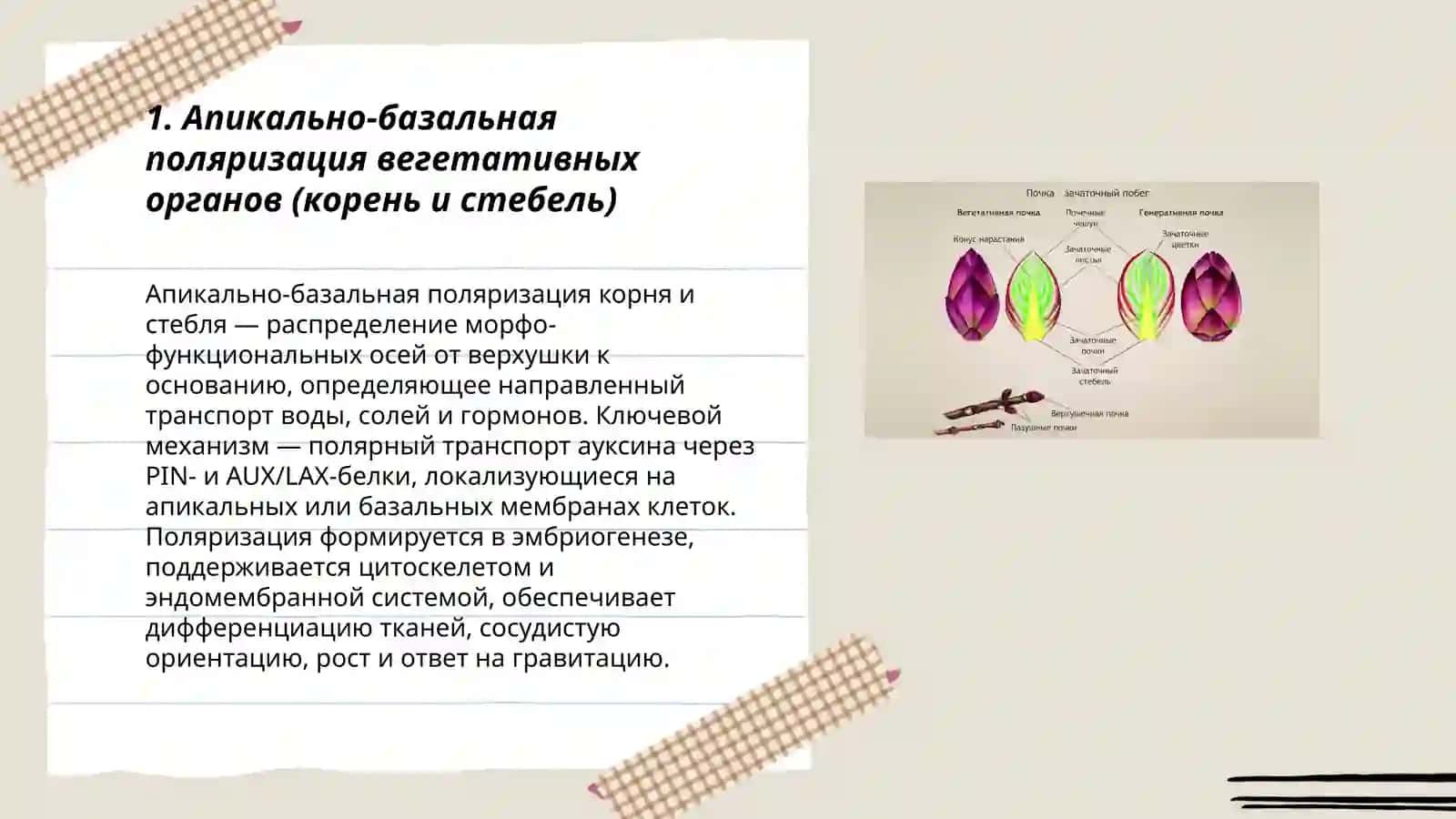 Поляризация, вегетативные органы высших растений: корня, стебля и почки 3