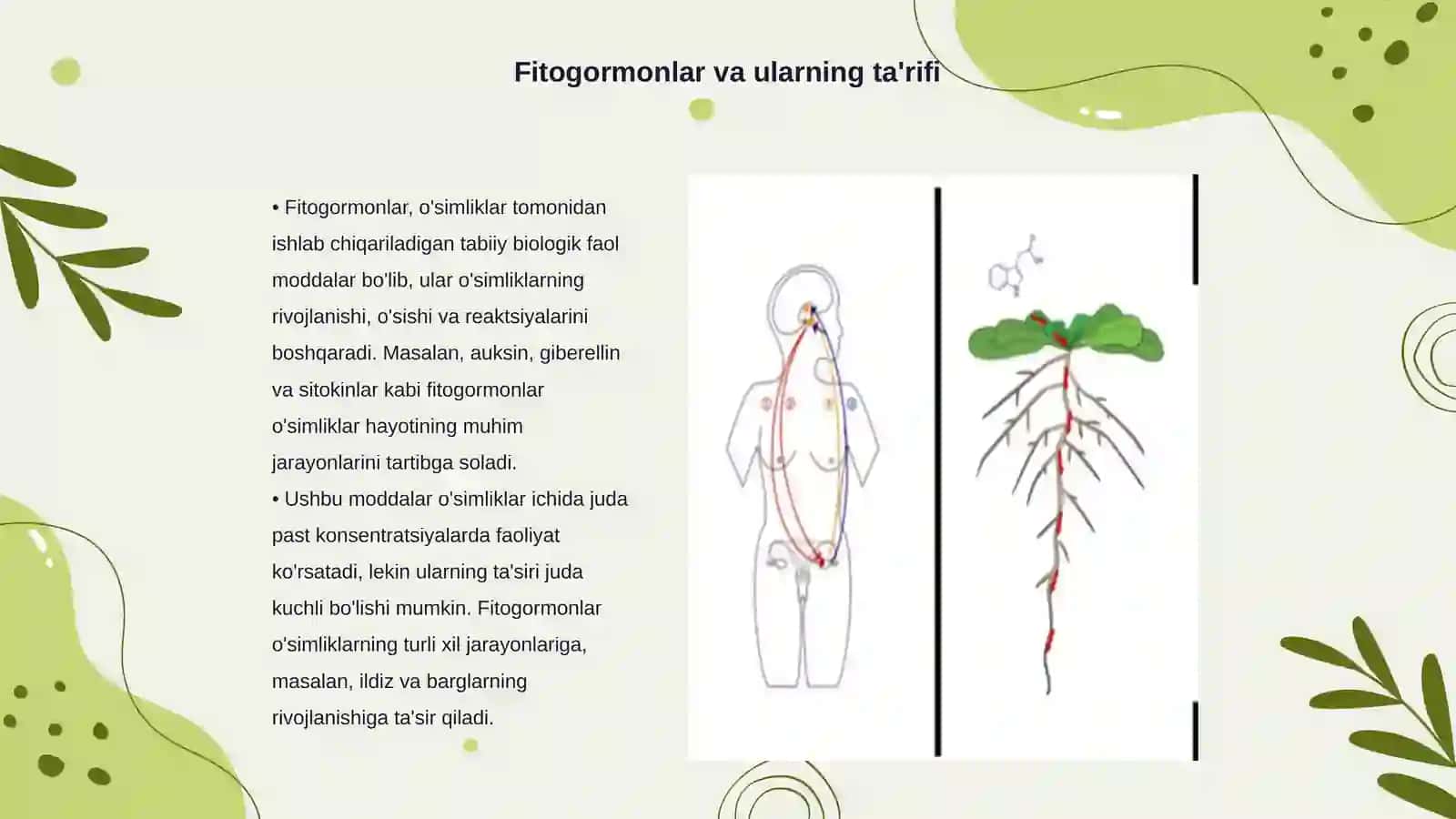 Fitogormonlar.Fiziologik faol moddalar 3