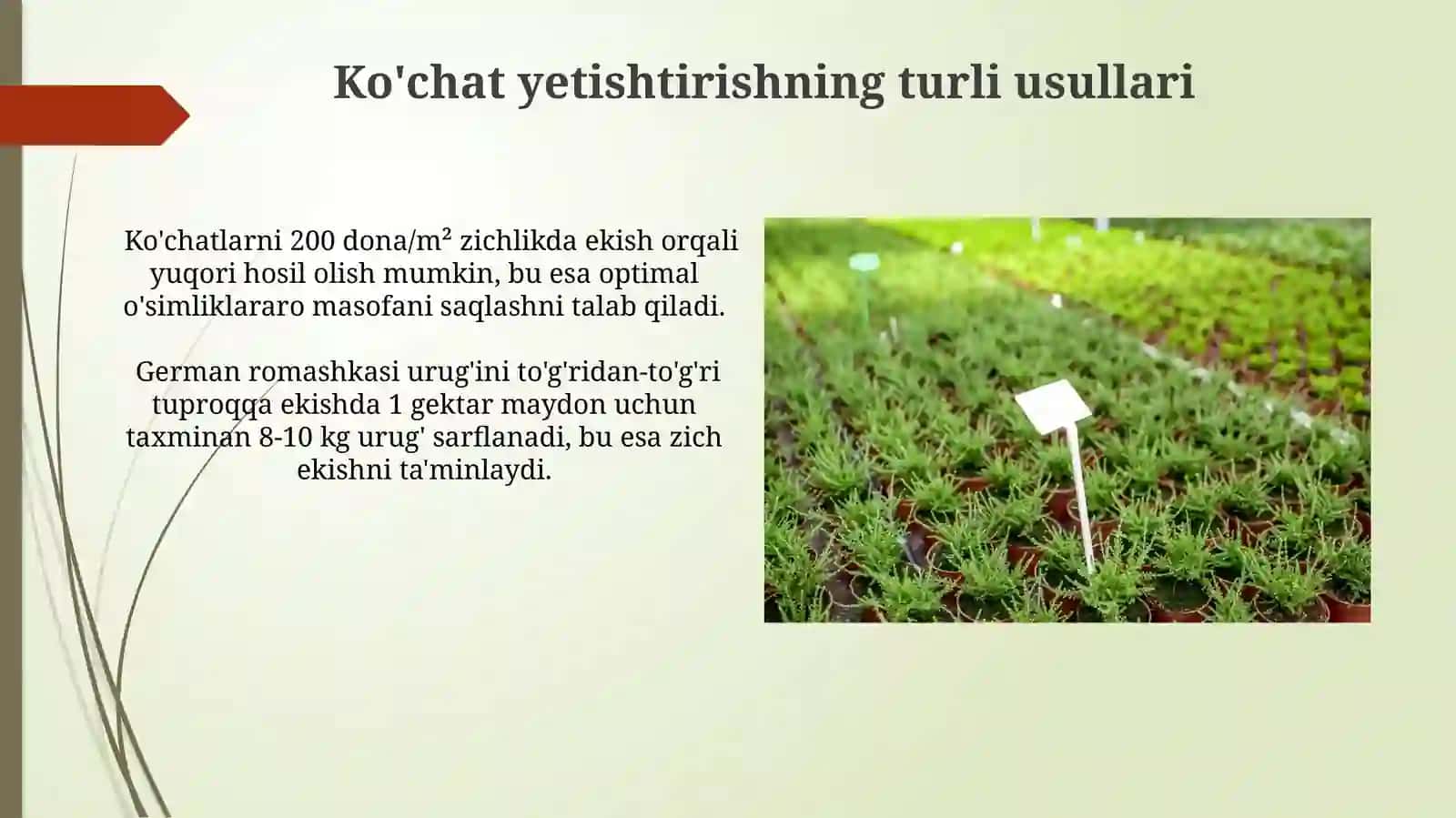 Aptechnaya romashka (Matricaria chamomilla) urug' etishtirish vako'chatchiligi 3
