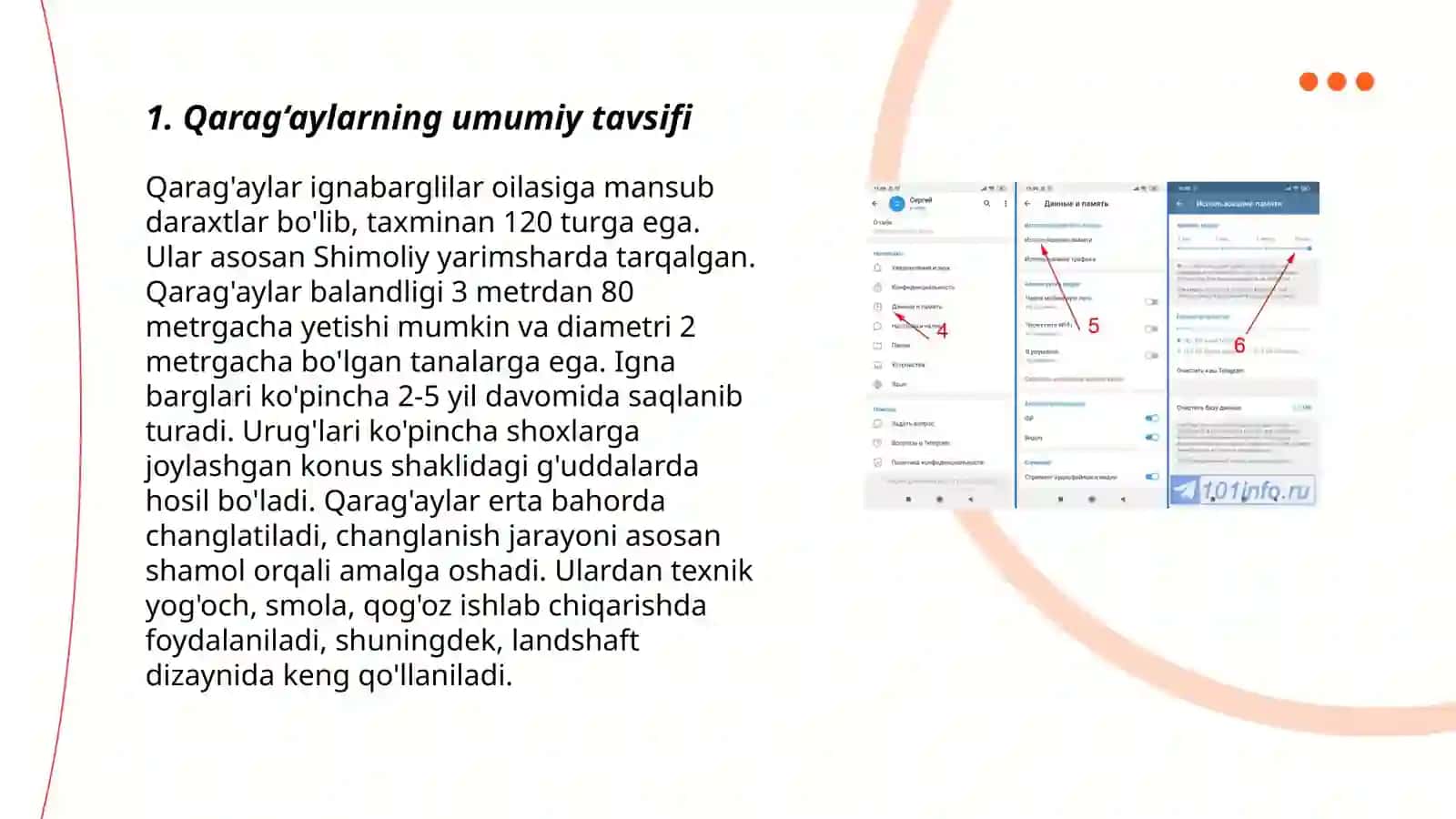 Qarag‘aylar (ochiq urug‘lilar) bo‘limi klassifikasiyasi 3