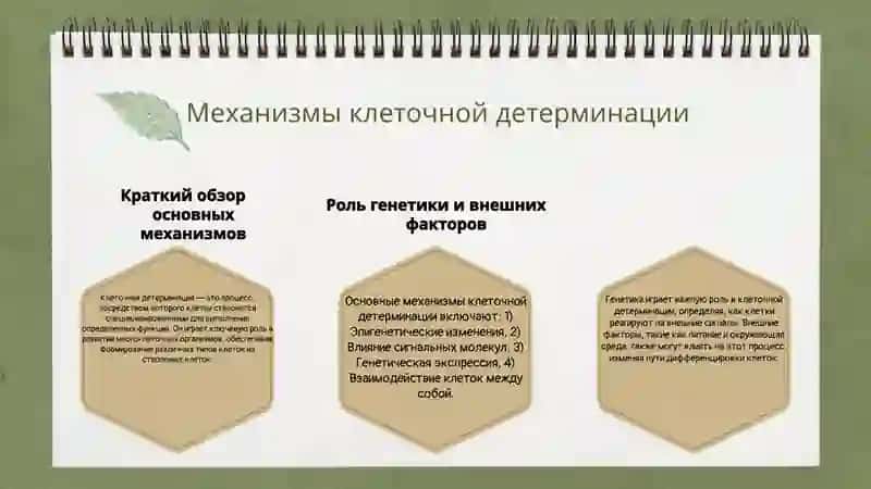 Основные механизмы детерминации клеток 3
