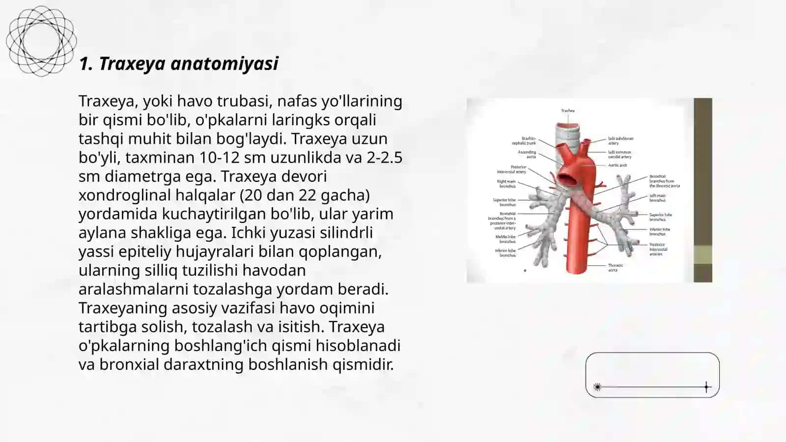 Traxeya va bronxlar anatomiyasi va fiziologiyasi 3