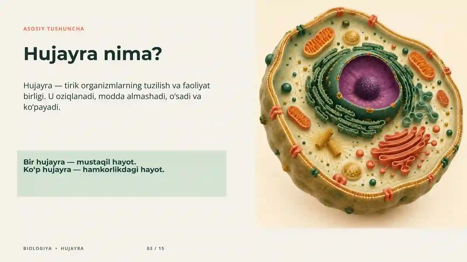 Taqdimot hujayra 3
