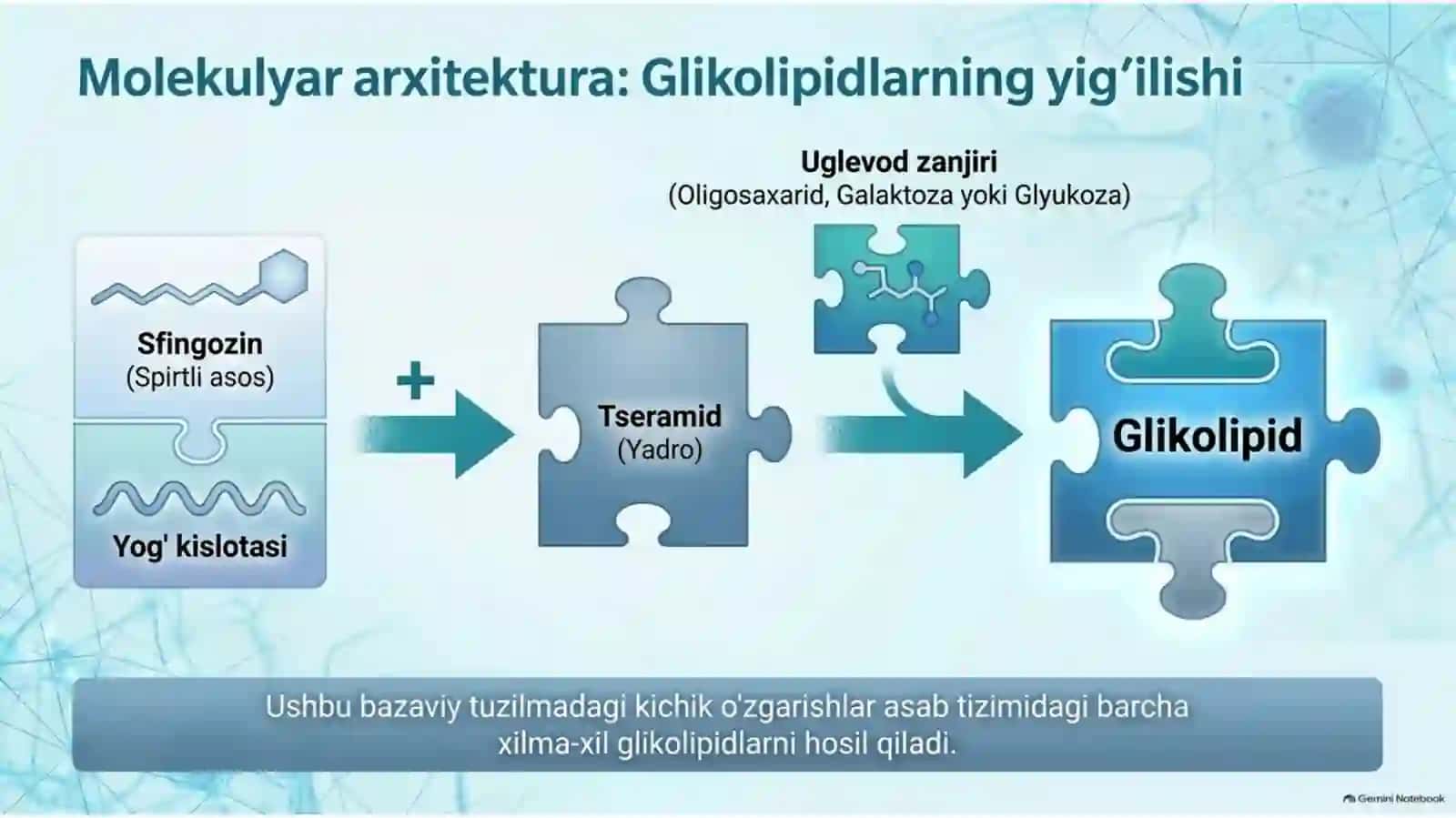 Nerv to‘qimasining asosiy glikolipidlari — 15 slayd 3