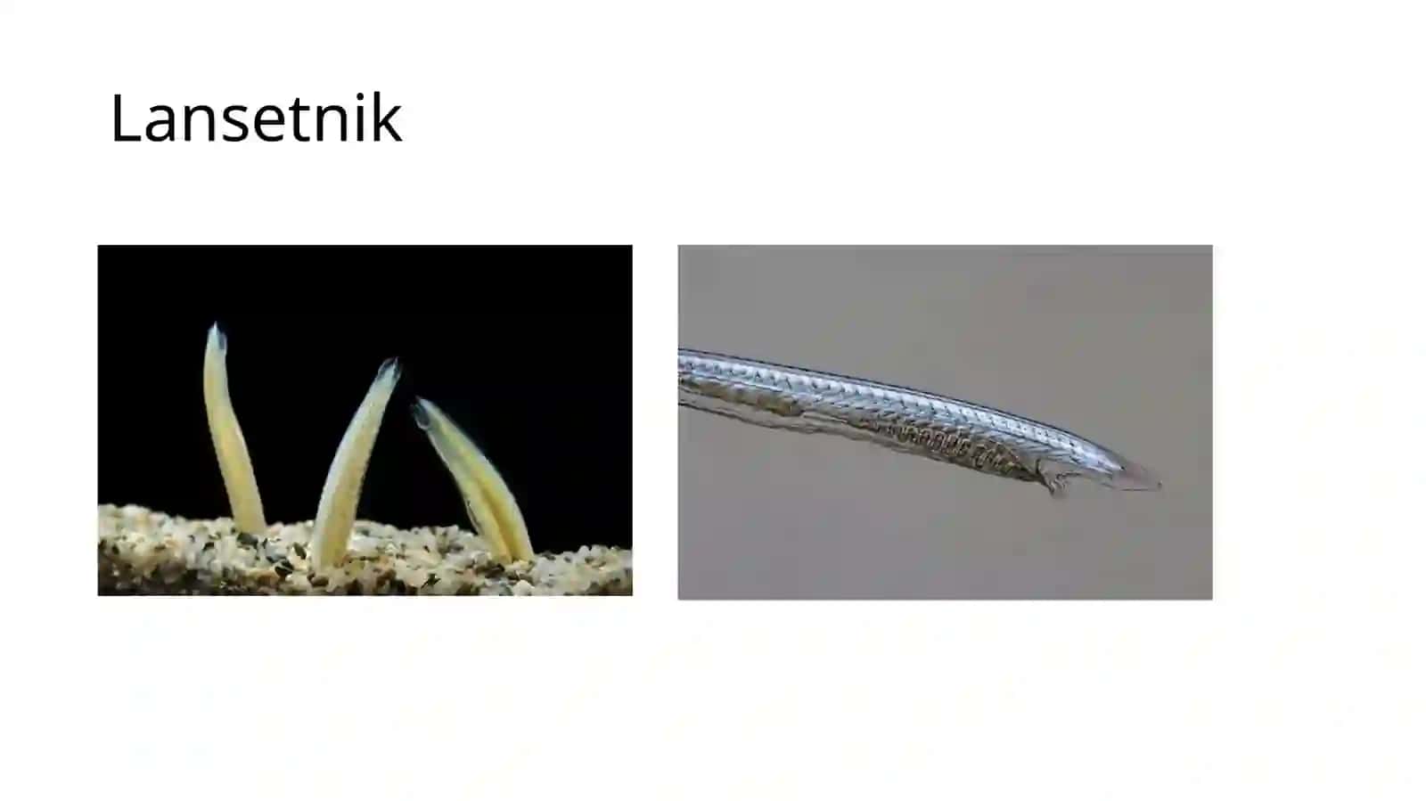 UMURTQALILARNING TAYANCH-HARAKAT ORGANLARI 3