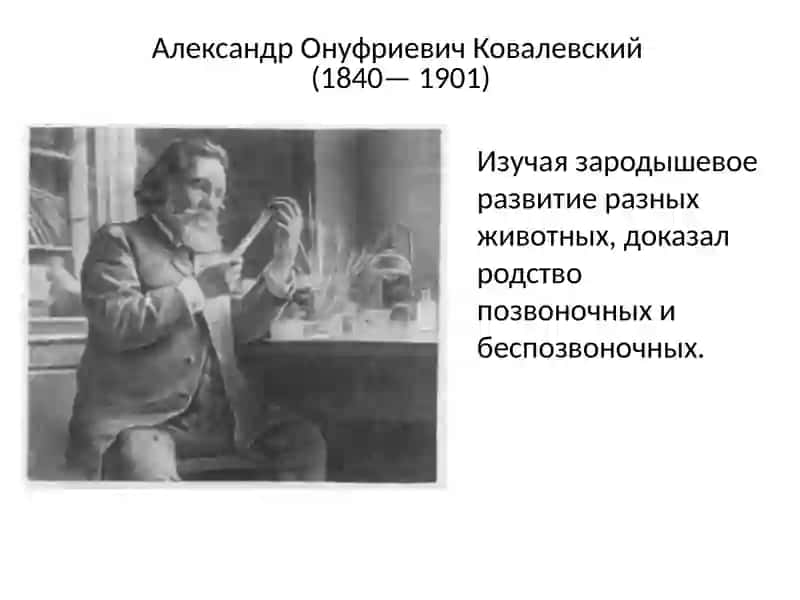 Индивидуальное развитие организмов. Онтогенез 3