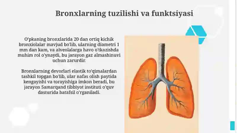Kekirdak bronxlar o'pka.Plerva ko'sk oralig'i 3