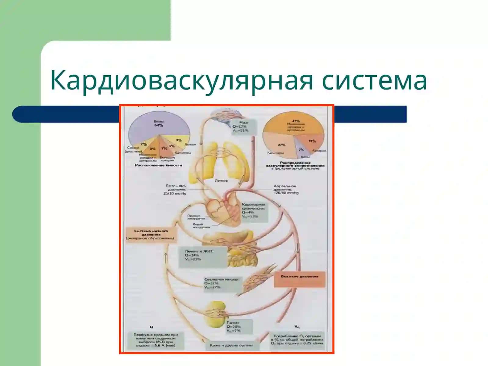 Патофизиология недостаточности сосудов 3