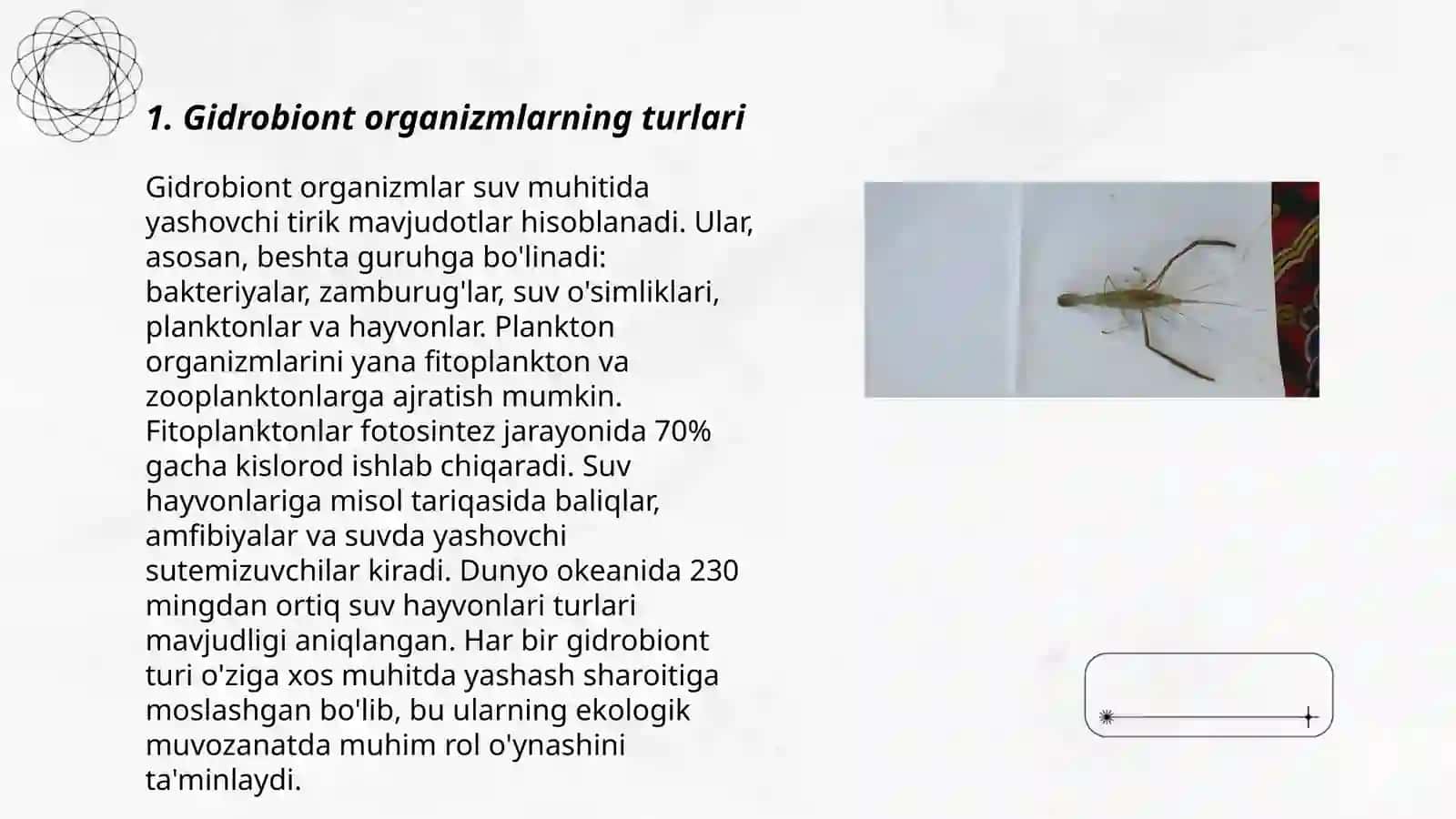 Gidrobiont Organizmlar 3