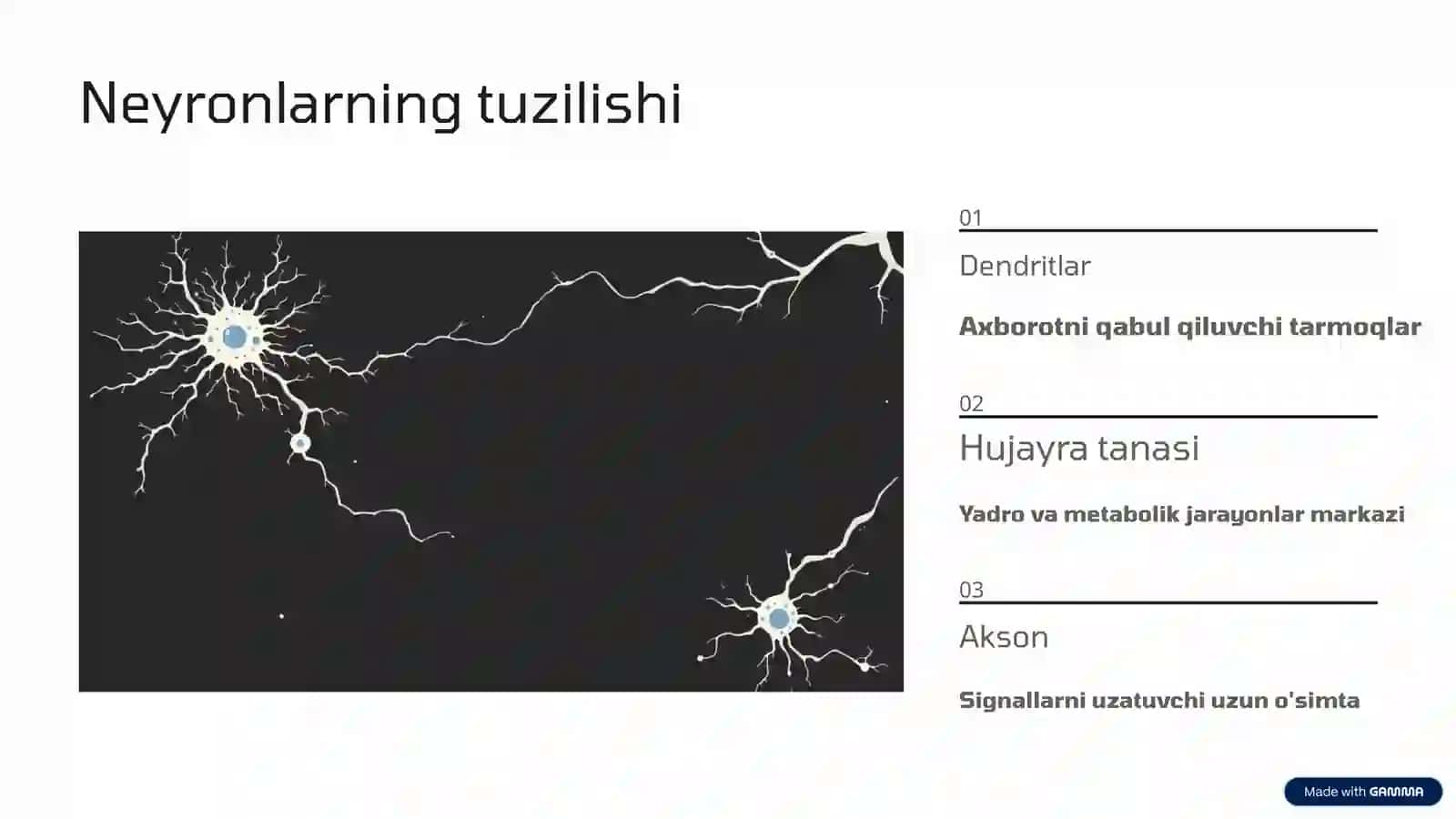 Nerv to'qimasi 3