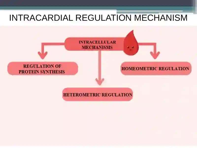 REGULATION OF CARDIAC ACTIVITY 3