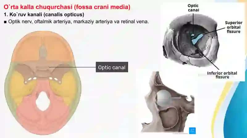 BOSH SUYAGI TESHIKLARI   Kranial teshiklar Бош суяги тешиклари  Краниал тешиклар 3