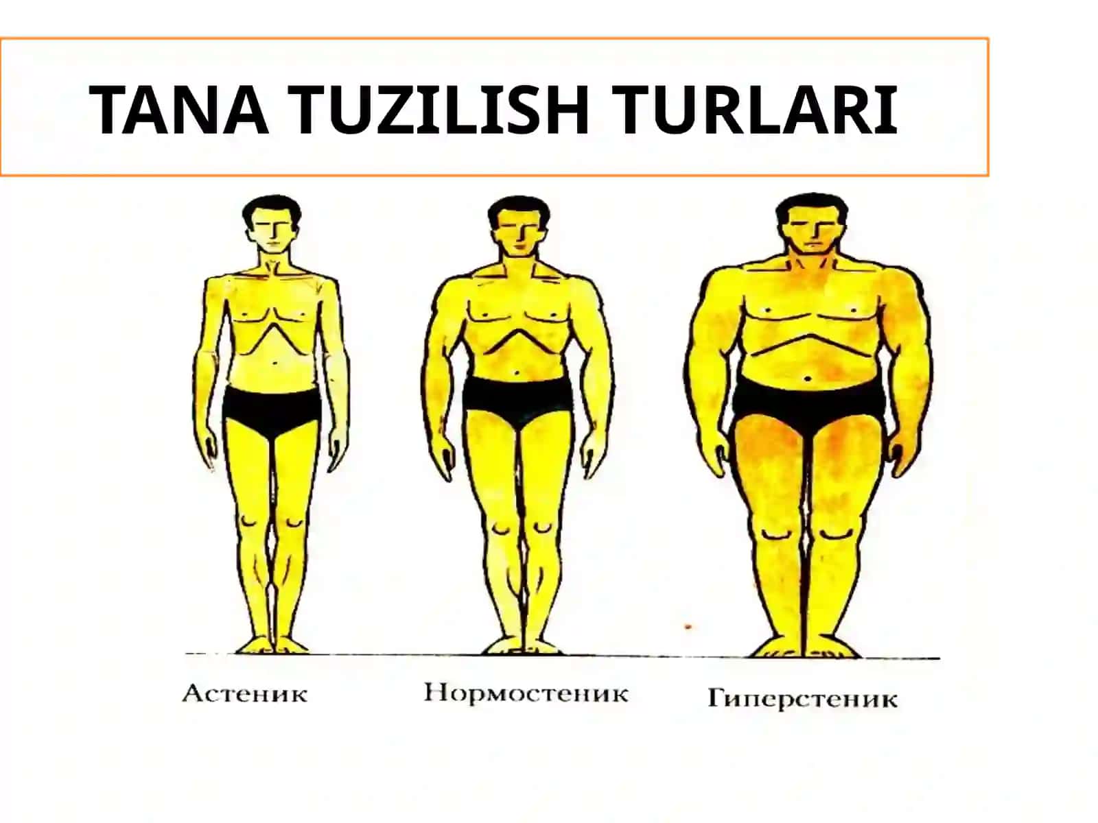 Kattalar organizmi a'zolar tizimi tuzilishi va funksiyalari 3