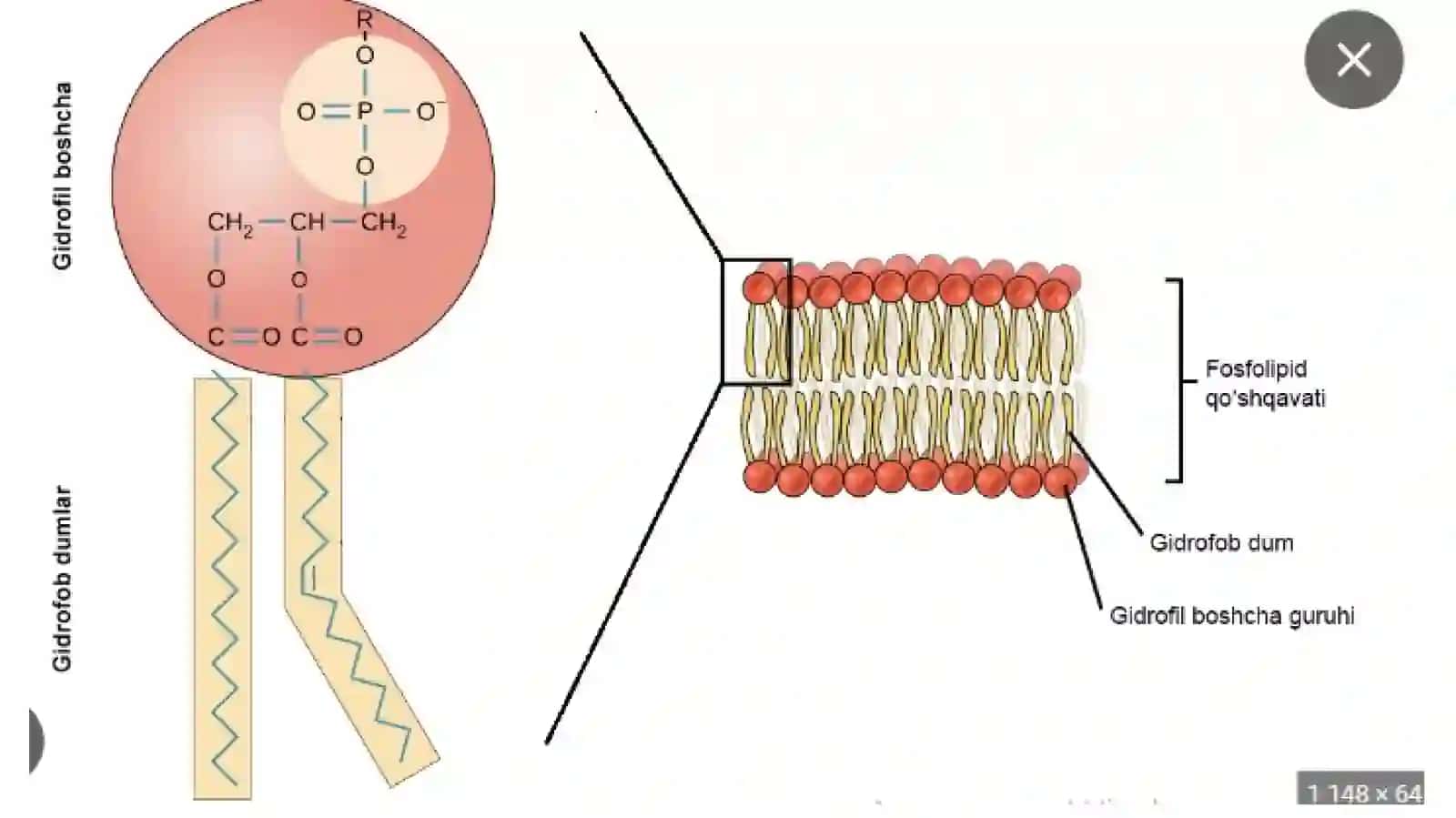Hujayra membranasi biokimyosi 3