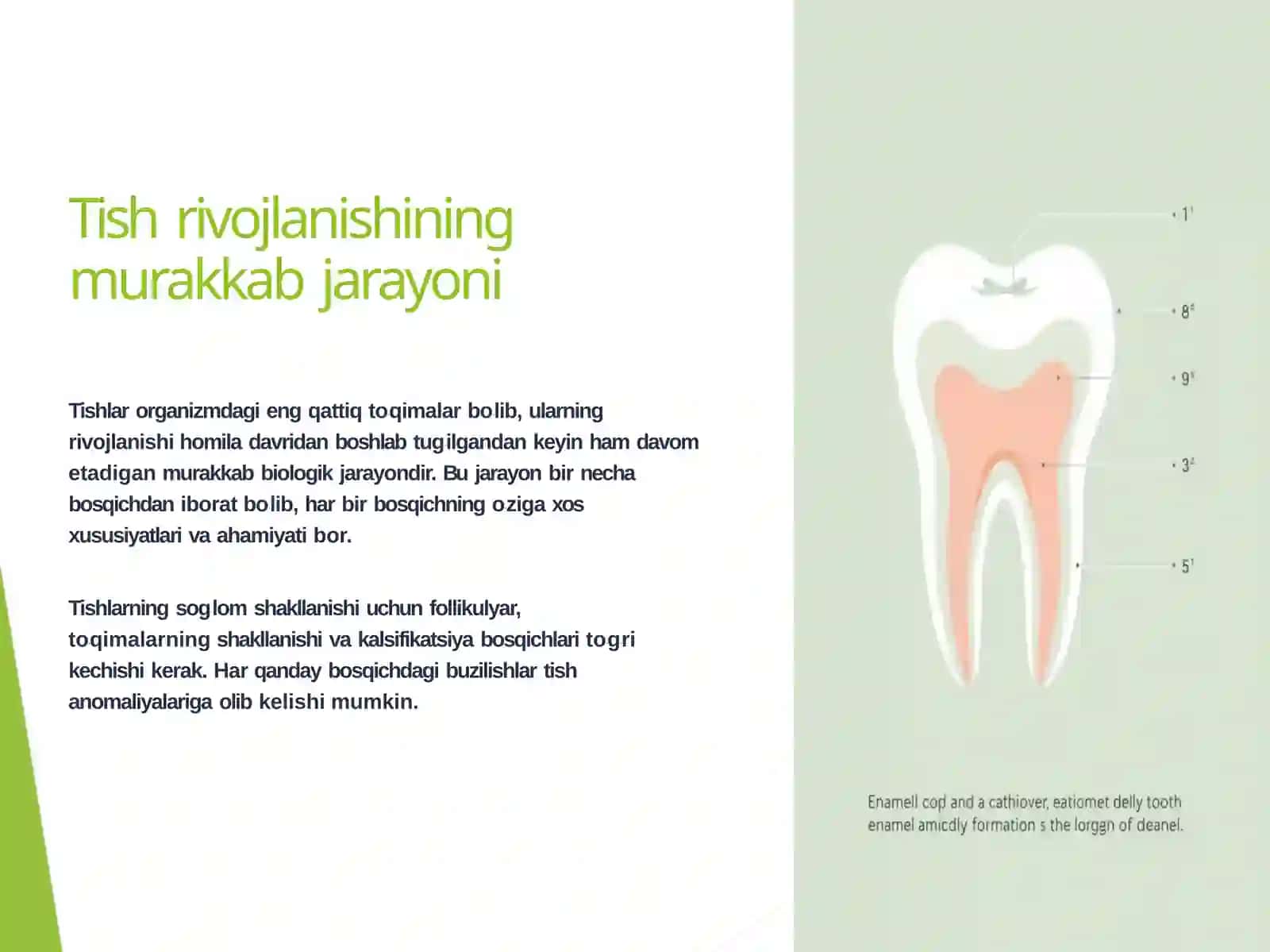 Folikulyar taraqqiyot davridagi nuqsonlar: Emal giperplaziyasi 3