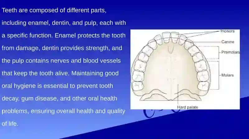 Types of Teeth 3