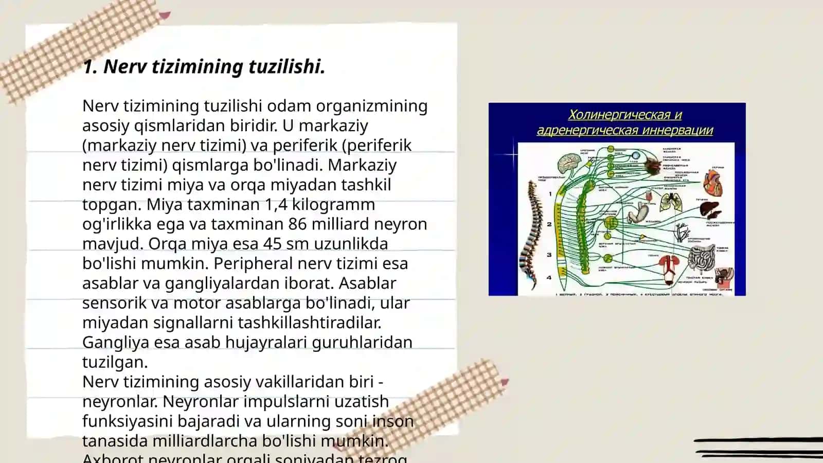 Nerv tizimining funksiyalari va gigiyenasi 3