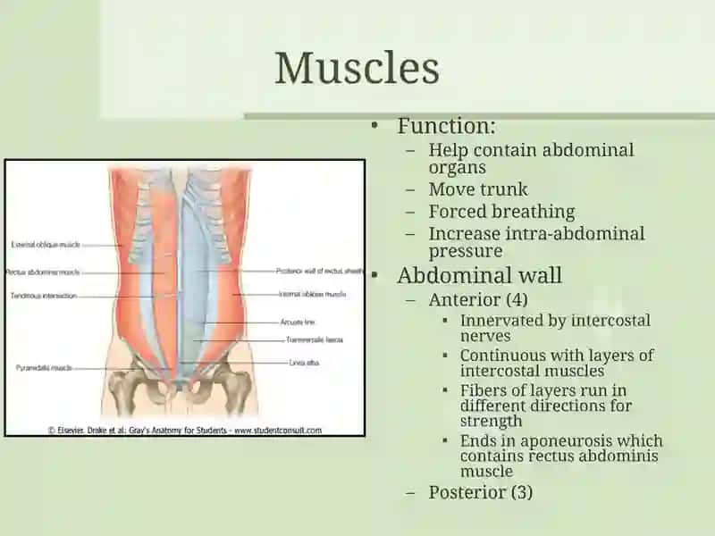 Surface Anatomy 3