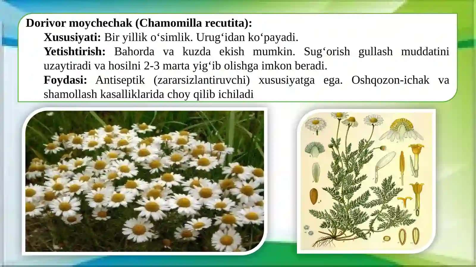 Sugʻorilmaydigan, sugʻoriladigan yerlarda dorivor oʻsimliklarni yetishtirish texnologiyasi. 3