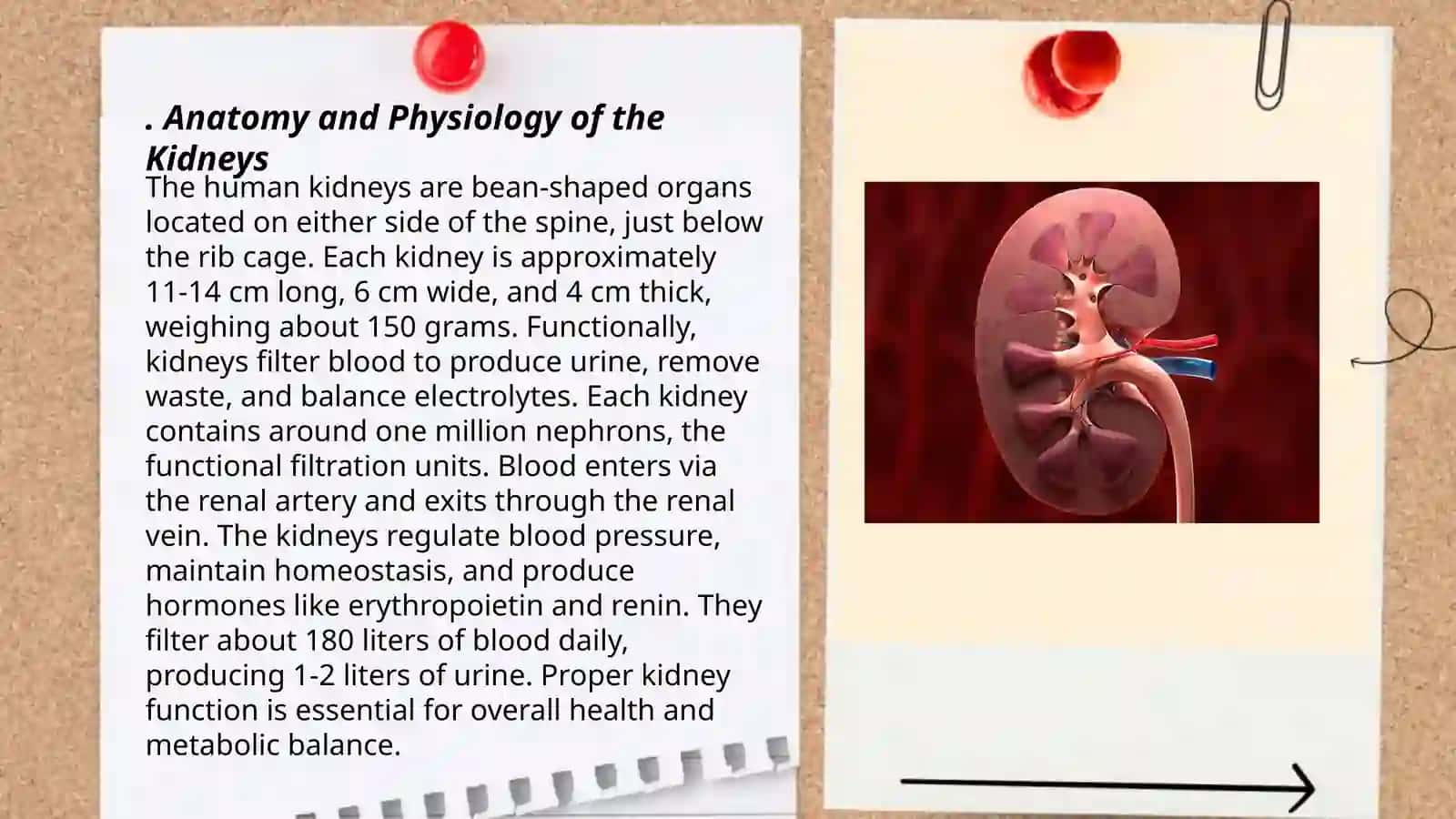 Kidney 3