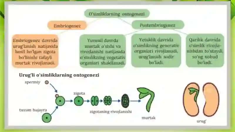 7-sinf Biologiya Oʻsimliklar individual rivojlanish 3