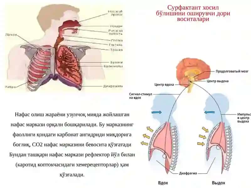 Нафас тизими фаолиятига таъсир этувчи дори воситалари 3