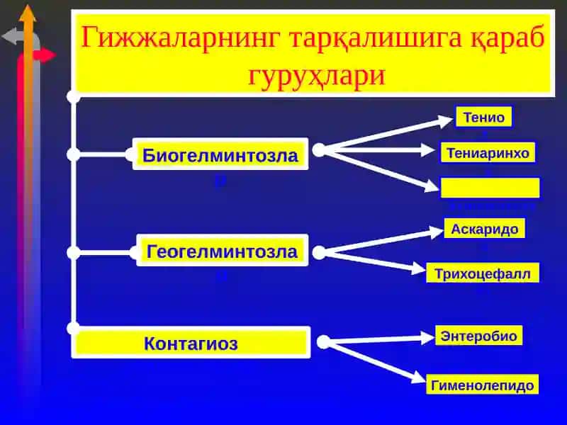 Гижжалар шаклига гуруҳлари 3