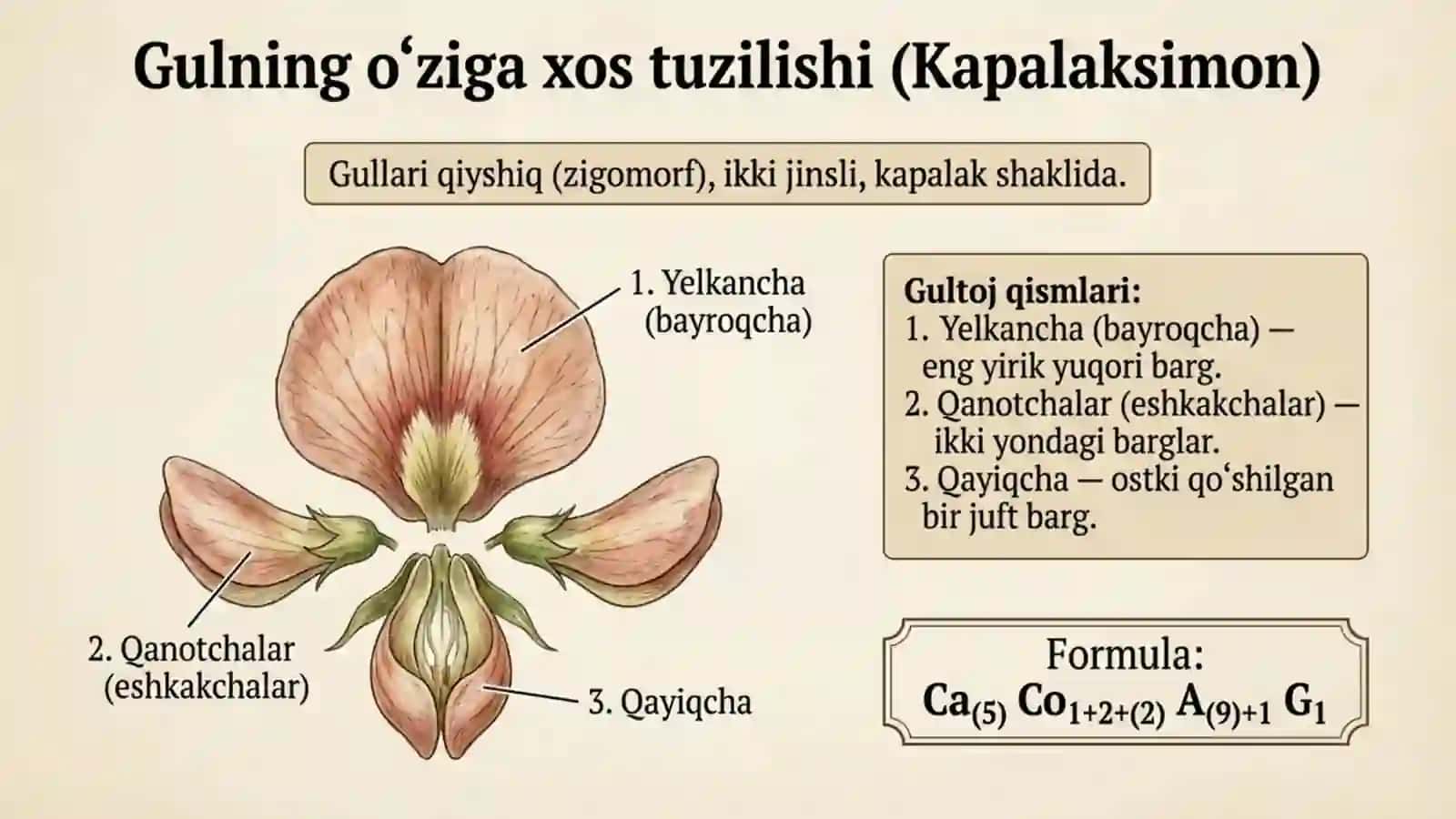Burchoqdoshlar (Dukkakdoshlar) oilasi 3