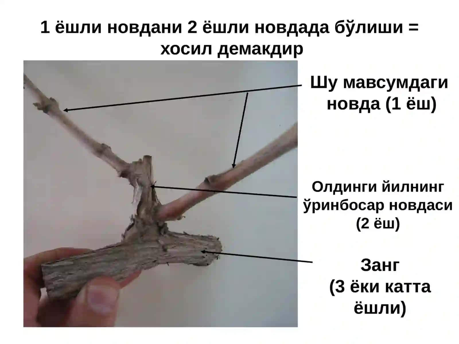 Токни тўғри кесиш ва парвариш қилишнинг аҳамияти 3