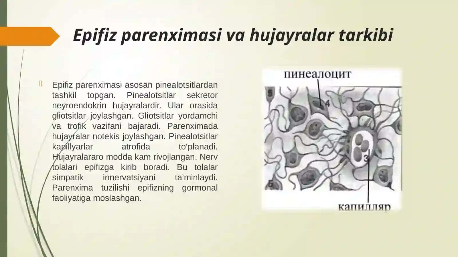 Epifizning ultrastukturaviy tashkil etilishi va funksiyalari.pptx 3