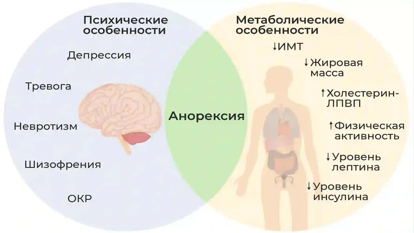 АНОРЕКСИЯ 3