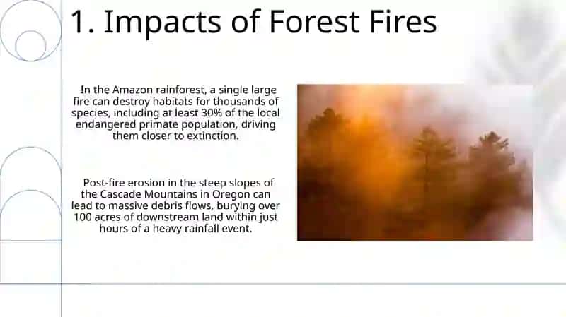 Forest fires 3