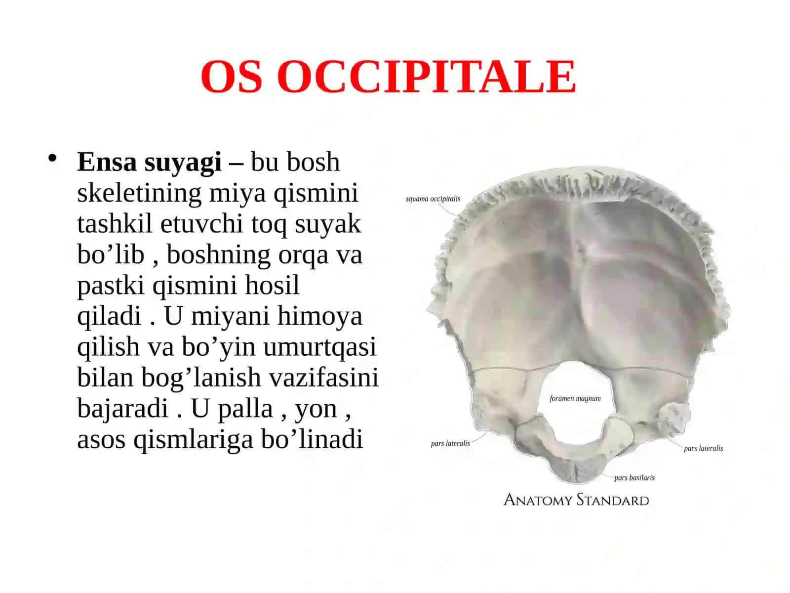 Bosh skeleti 3