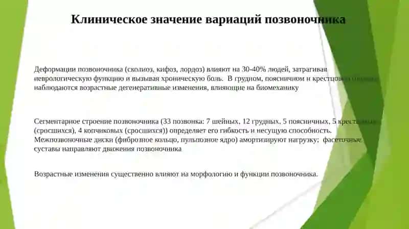 Сегментарное строение скелета и позвоночника 3
