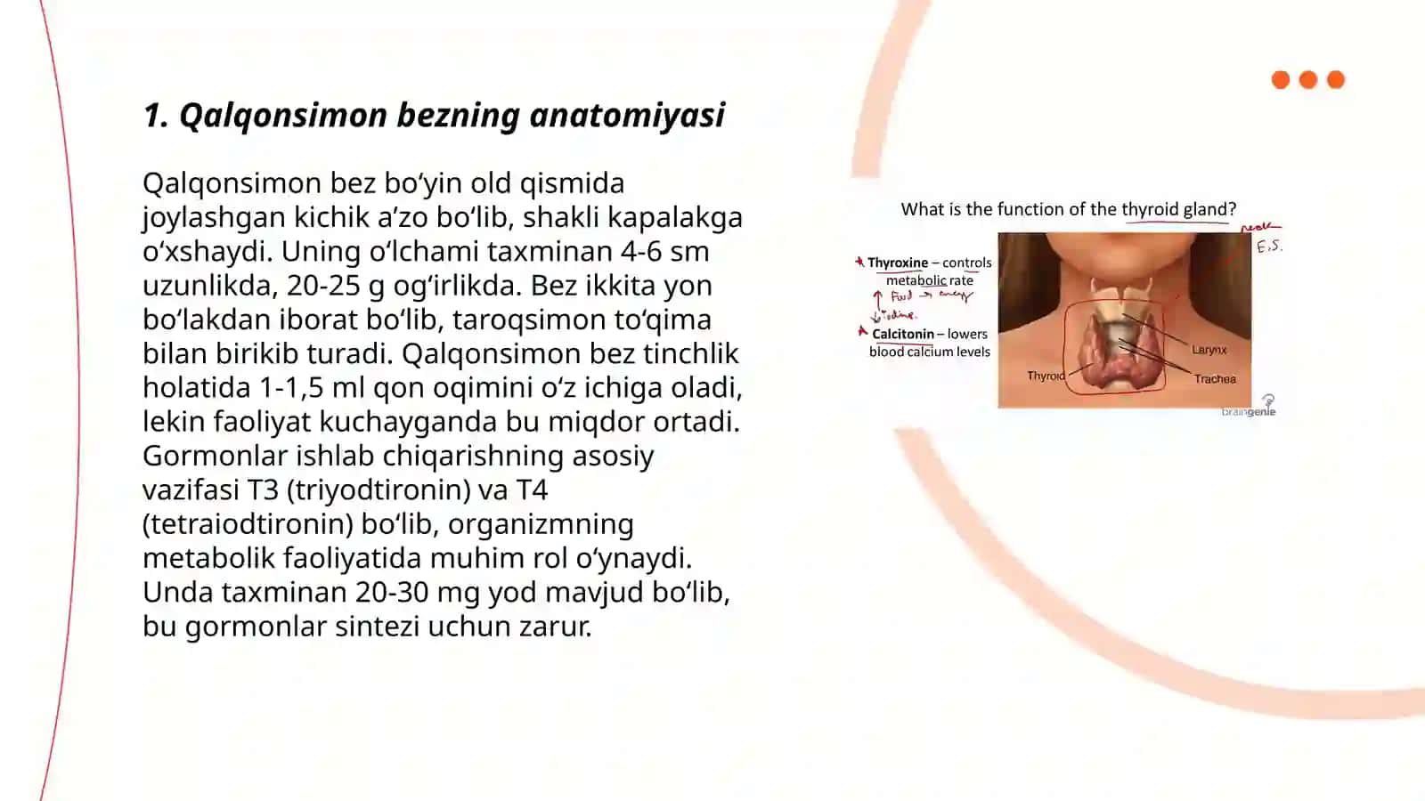 Qalqonsimon bezning anatomiyasi 3