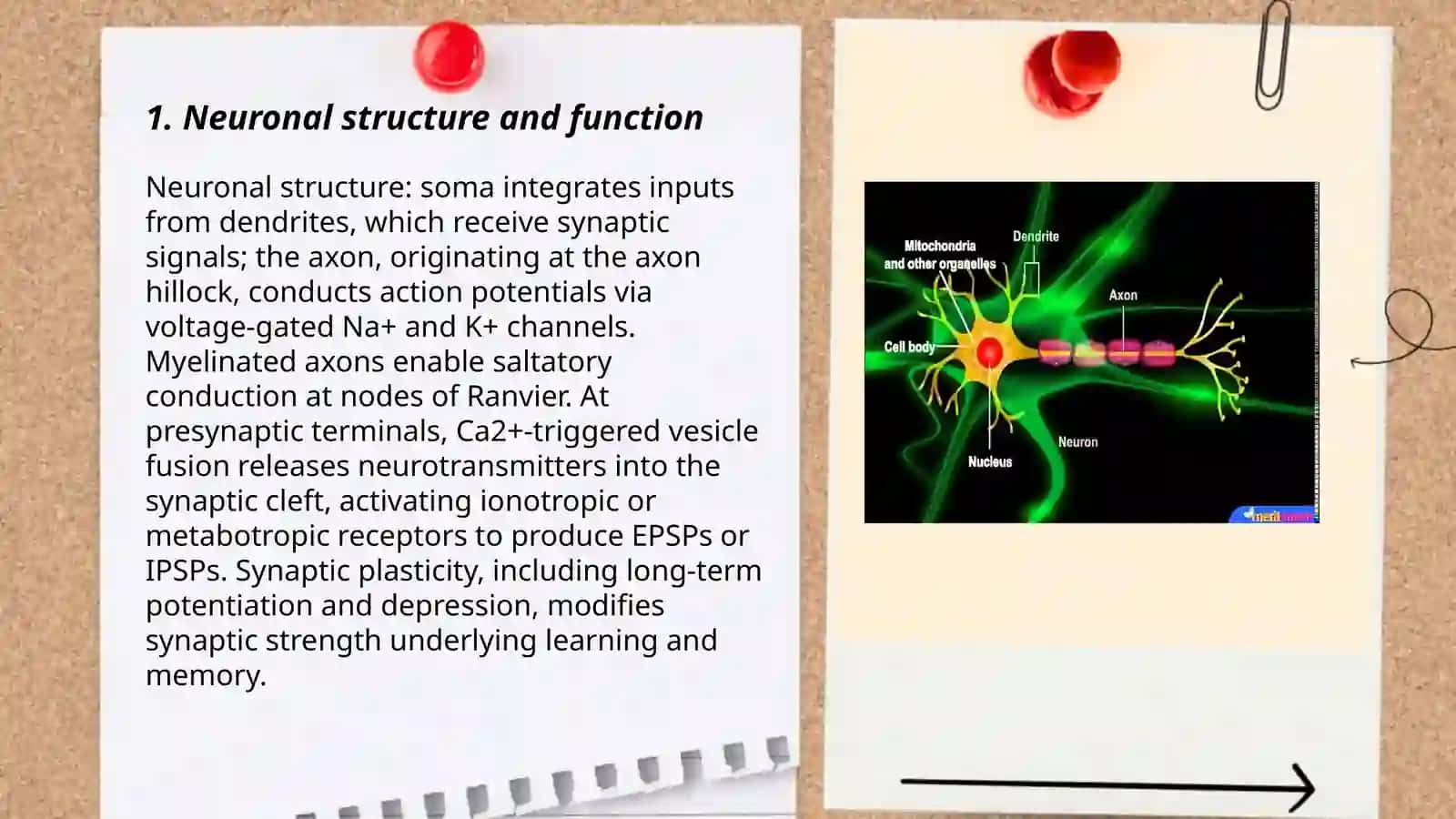 How brain works 3