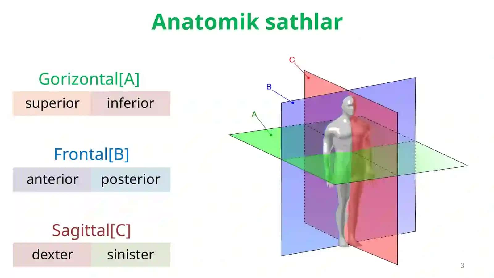 Anatomiyaga kirish. Osteologiya. 3