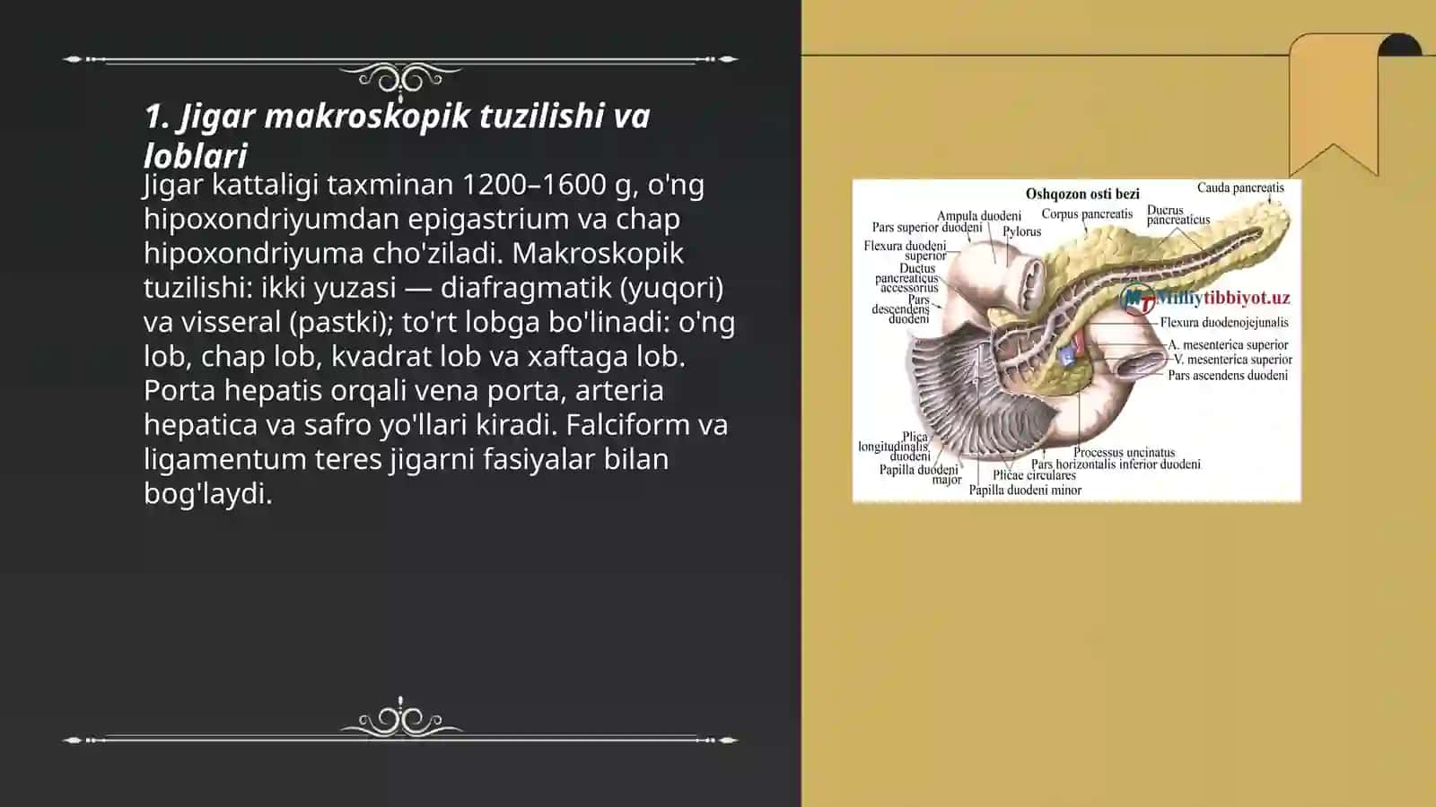 Jigar, me'da osti bezi tuzilishi, topografiyasi 3