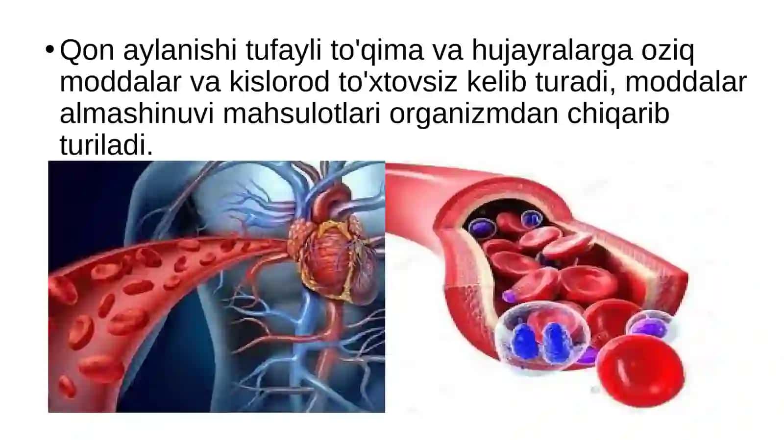 Biologiya Qonaylanishiningahamiyati,yurakningtuzilishi 3
