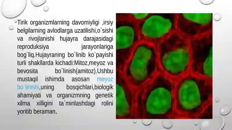 Hujayra reproduksiyasi. Meyoz 3