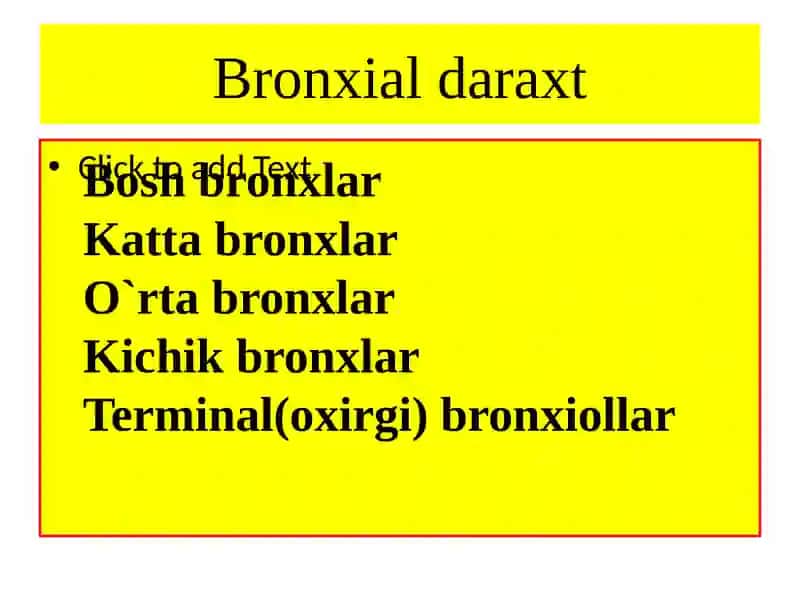 Nafasyo`llarining gistologik tuzilishi 3