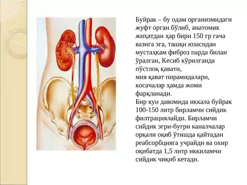Glomerulonefrit kasalligi 3
