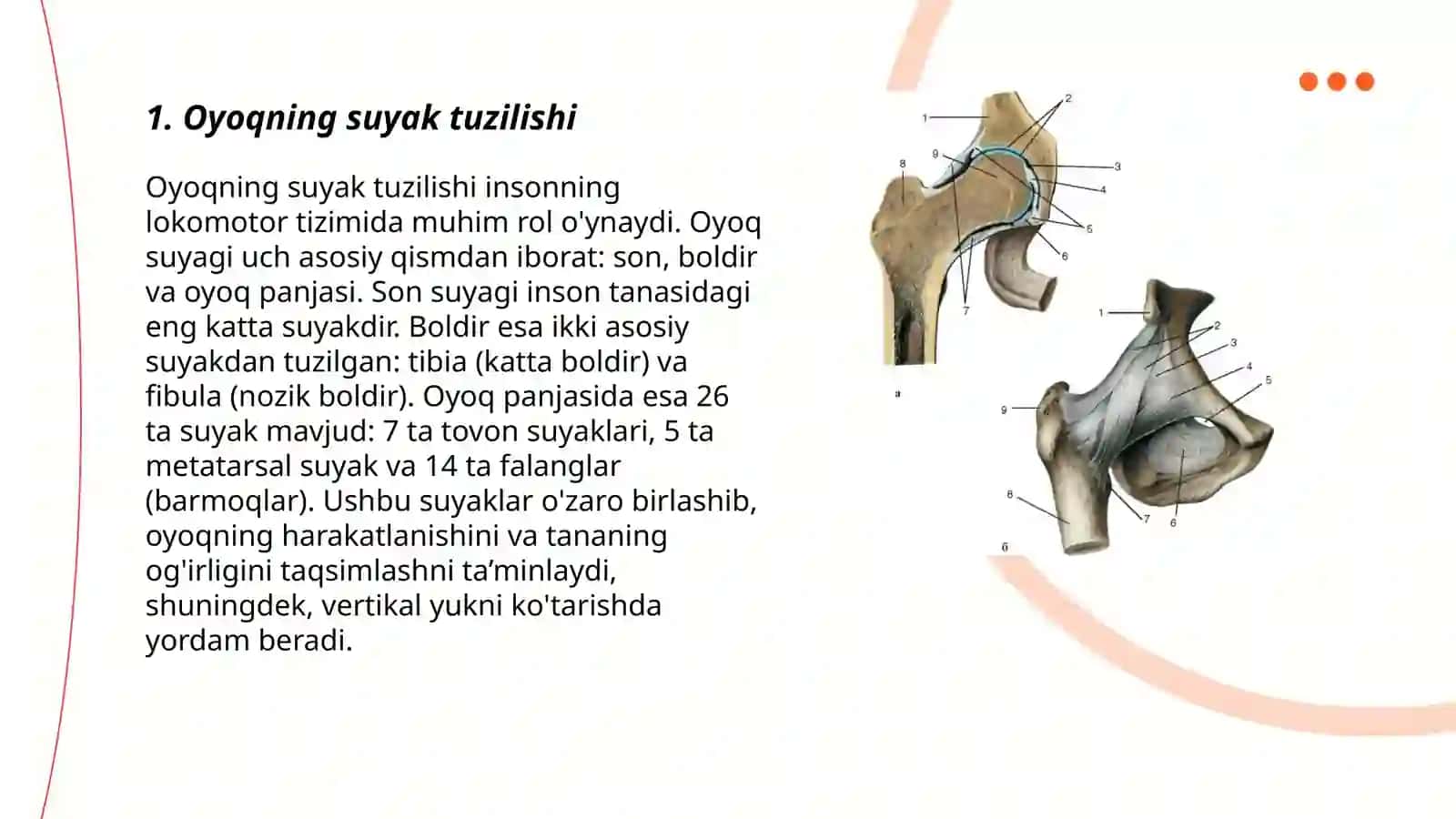 Oyoqning suyak tuzilishi 3