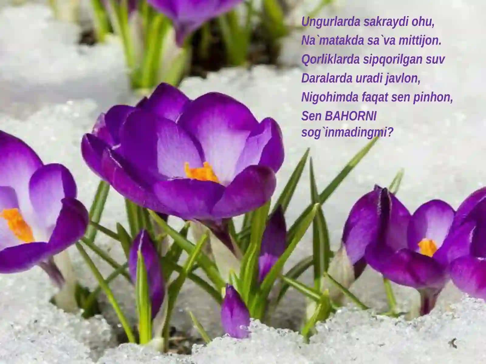 "Moychechak" she'ri 3
