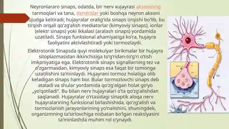Sinapslarning turlimoddalargasezgirligi 3