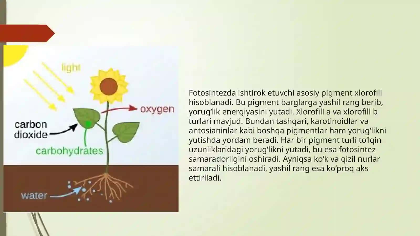Biologiya:Fotosintez haqida ma’lumot 3