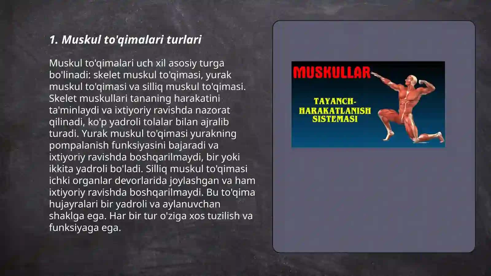 Muskul sistemasi anatomiyasi 3