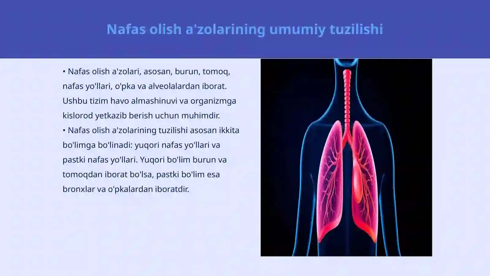 Nafas olish a'zolarining umumiy tuzilishi 3