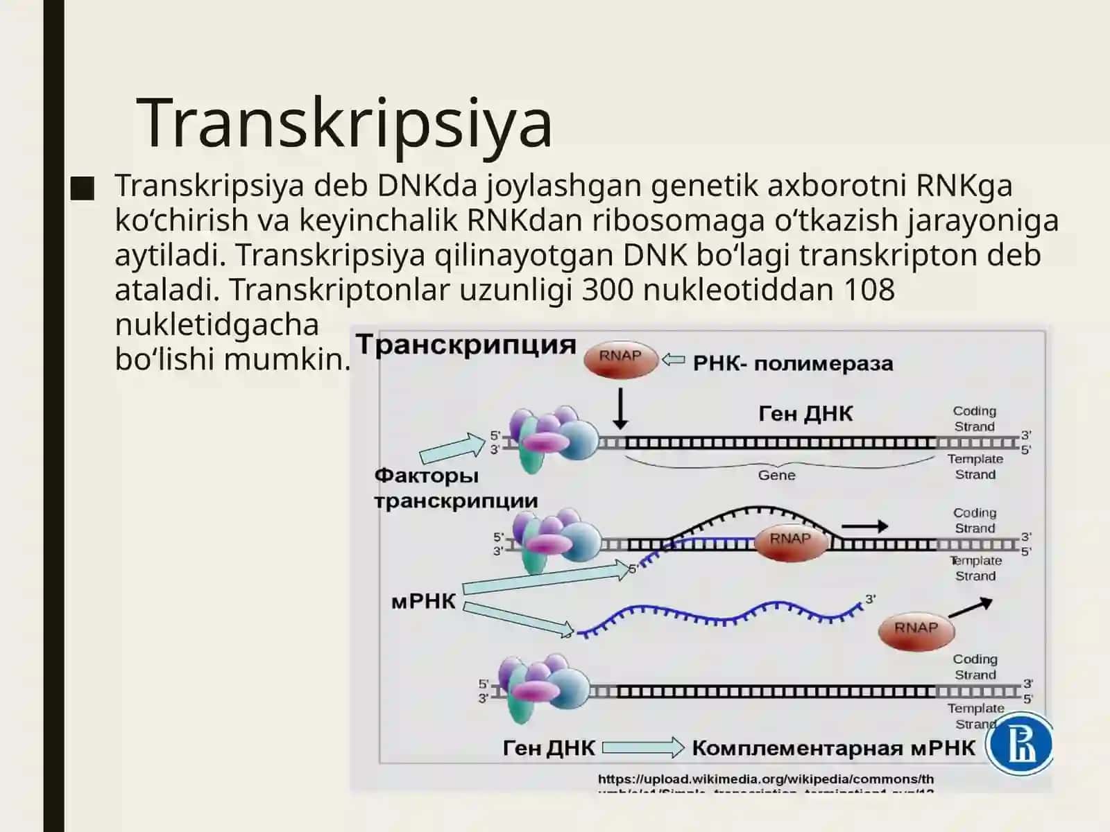 Transkripsiya 3